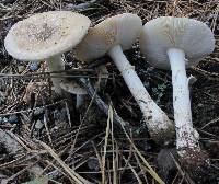 Amanita crenulata image