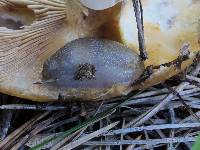 Cortinarius mucosus image