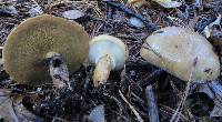 Suillus salmonicolor image