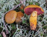 Cortinarius semisanguineus image