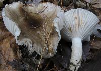 Hygrophorus fuligineus image