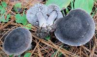 Tricholoma terreum image
