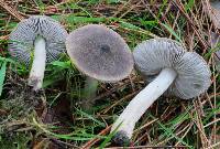 Tricholoma terreum image