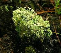 Cladonia peziziformis image