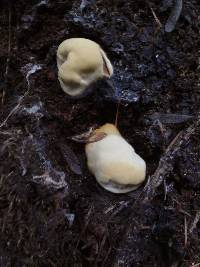 Ganoderma polychromum image