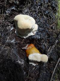 Ganoderma polychromum image