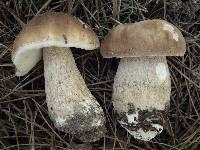 Boletus pinetorum image