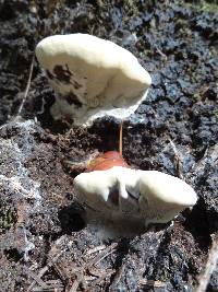 Ganoderma polychromum image