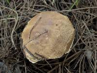 Boletus pinetorum image