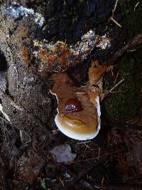 Ganoderma polychromum image