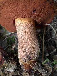 Boletus luridus image