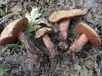 Boletus luridus image