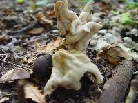 Helvella crispa image