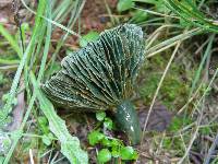 Lactarius deterrimus image