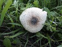 Leucoagaricus purpureolilacinus image