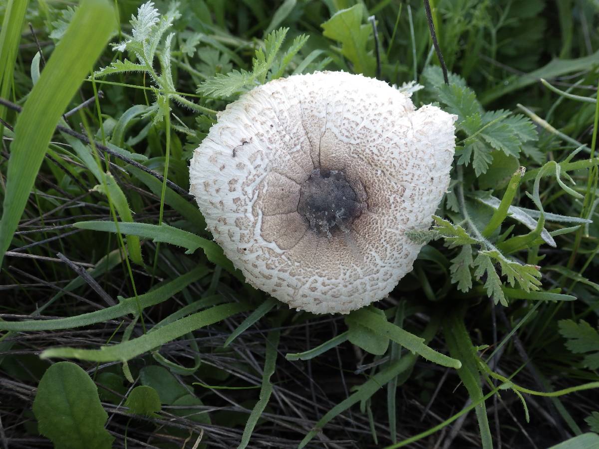 Leucoagaricus purpureolilacinus image