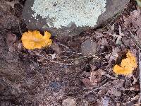 Cantharellus persicinus image