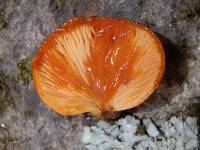 Crepidotus crocophyllus image