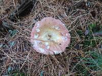 Russula vinosa image