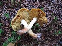 Cortinarius sect. Dermocybe image