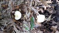 Lactarius psammicola image