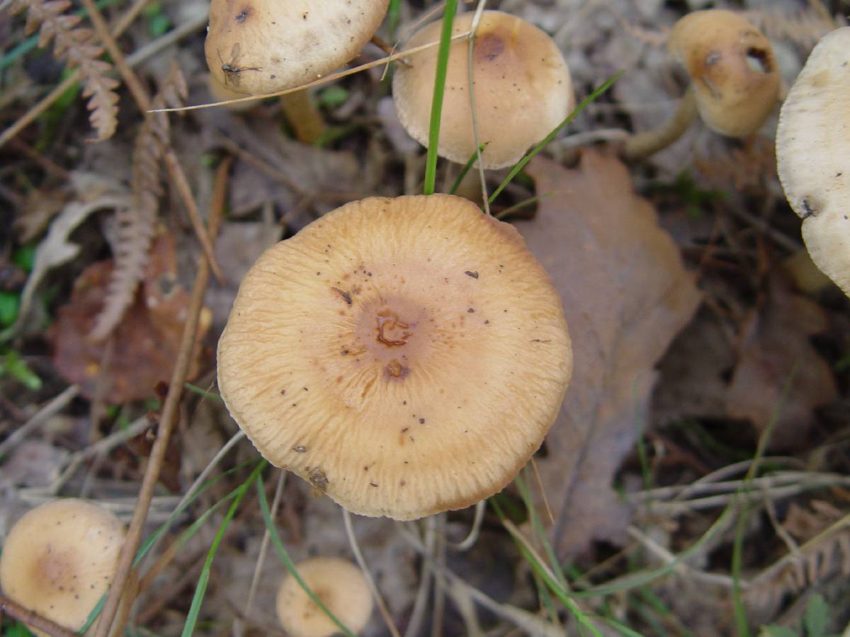 Hebeloma laterinum image