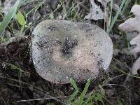 Russula cyanoxantha image