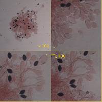 Panaeolus papilionaceus var. capitatocystis image