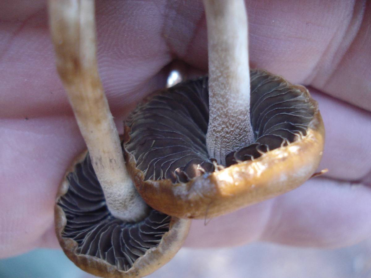 Hypholoma ericaeum image