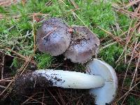 Tricholoma portentosum image