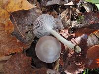 Hygrocybe lacmus image