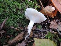 Hygrophorus roseobrunneus image