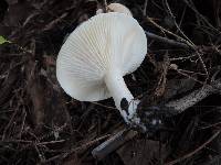 Hygrophorus roseobrunneus image