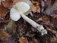 Amanita rhacopus image