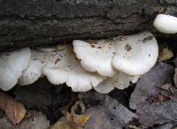 Pleurotus pulmonarius image