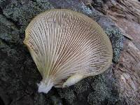 Pleurotus pulmonarius image