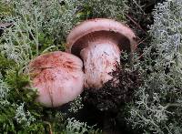 Hygrophorus purpurascens image