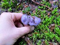 Cortinarius occidentalis image