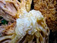 Ramaria gelatinosa image