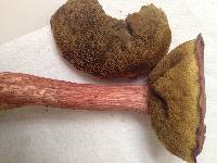 Boletus projectellus image