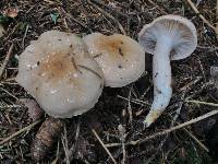 Hygrophorus pudorinus image