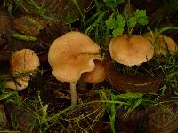 Rhodocollybia butyracea image