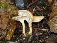 Clitocybe fragrans image