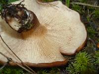 Tricholoma fracticum image