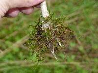 Psilocybe azurescens image