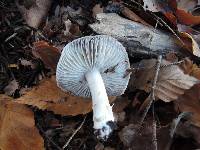 Tricholoma terreum image