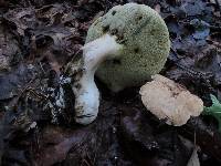 Boletus pallidus image