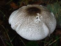 Agaricus placomyces image