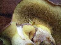 Suillus collinitus image