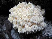 Hericium abietis image